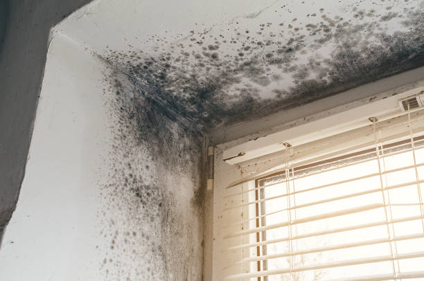 Affordable Crawl Space Mold Removal solutions in Springfield, VA